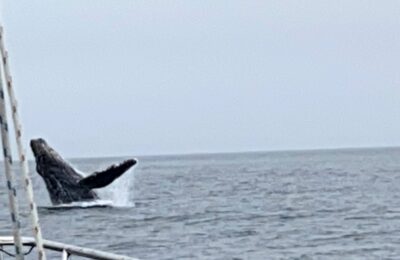Farallon Islands, Cetaceans, Beginnaker Experiments